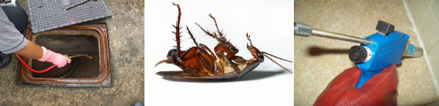 cockroach control pretoria