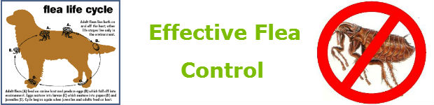 fleas control in pretoria